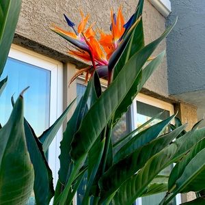 Meet your Posher, Angelica